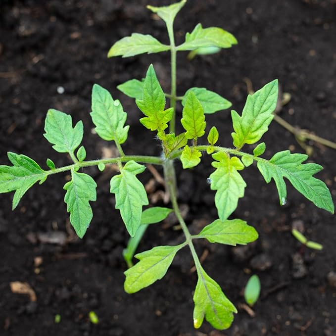 Seed Needs Tomato Seeds for Planting Black Cherry Tomatoes - Non-GMO Heirloom & Untreated Indeterminate Variety to Plant a Home Grown Outdoor Vegetable Garden (1 Pack)