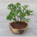 Wazakura Banko Series Japanese Handmade Rustic Crescent Shape Bonsai Pot 4.72 in (120 mm), Made in Japan Ceramic Garden Planter, Decorative Flower Vase, Unglazed Houseplant Bowl - Sand Green