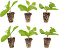 Bonnie Plants Sweet Mint Plug, Live Plant, for Salads, Desserts, and Drinks, Full to Part Sun, 3 Cubic in., 6 Pack