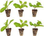 Bonnie Plants Sweet Mint Plug, Live Plant, for Salads, Desserts, and Drinks, Full to Part Sun, 3 Cubic in., 6 Pack