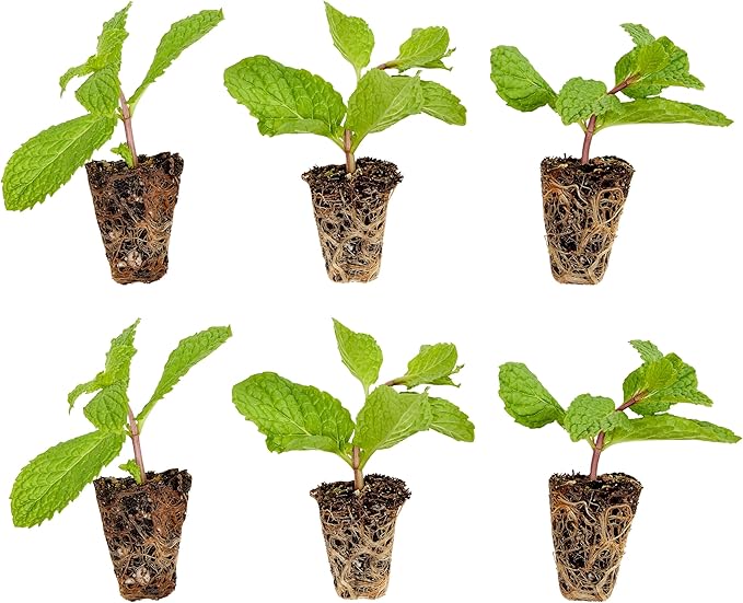 Bonnie Plants Sweet Mint Plug, Live Plant, for Salads, Desserts, and Drinks, Full to Part Sun, 3 Cubic in., 6 Pack