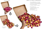 Miami Fresh Orchid Flower OrchidClub USA Sunne Tropical Loose Bloom DIY Lei Food Drink Decoration (50 YELLOW)