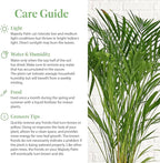 American Plant Exchange Majesty Palm – 10-Inch Pot – Live Tropical Houseplant with Arching Green Fronds, Easy Care Indoor or Patio Plant for Home, Office, Apartment & Landscape Décor