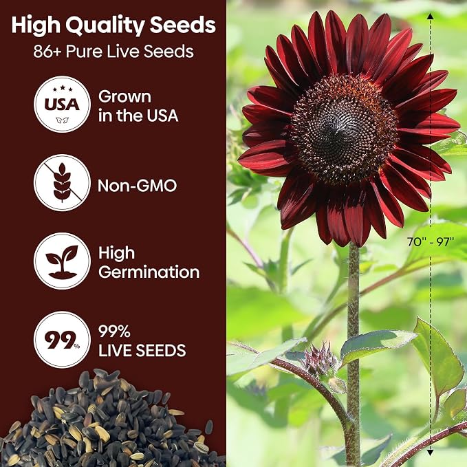 Groundio Chocolate Cherry Sunflower Seeds, 6-8 FT Giant Burgundy Black Sunflower, 80+ Helianthus Annuus Seeds, Non-GMO | Heirloom | High Germination | Attracts Pollinators