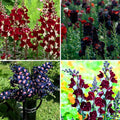 Mix Snapdragon Seeds for Planting, 200+pcs Rare Midnight Snapdragon Perennial Flower Seeds Plants, Non-GMO Heirloom Beauty Hummingbird Pollinate Flowers for Home Garden Outdoors