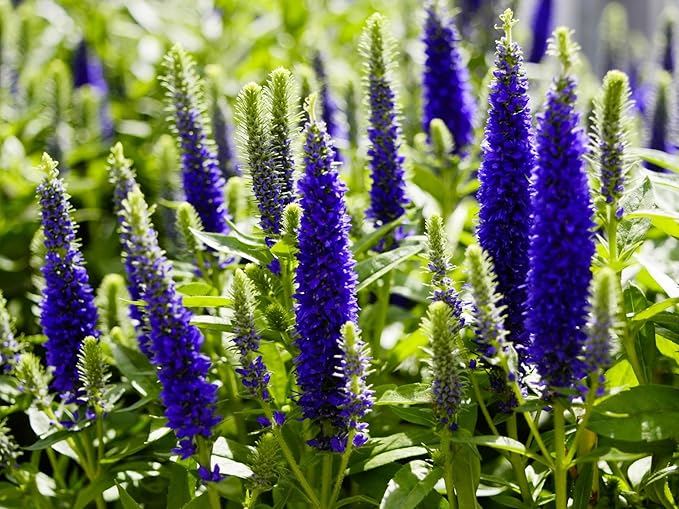 Greenwood Nursery: Live Perennial Plants - 'Royal Candles' Spiked Speedwell + Veronica Spicata - [Qty: 3X Pint Pots] - (Click for Other Available Plants/Quantities)