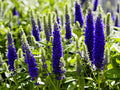 Greenwood Nursery: Live Perennial Plants - 'Royal Candles' Spiked Speedwell + Veronica Spicata - [Qty: 3X Pint Pots] - (Click for Other Available Plants/Quantities)