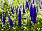 Greenwood Nursery: Live Perennial Plants - 'Royal Candles' Spiked Speedwell + Veronica Spicata - [Qty: 10x Pint Pots] - (Click for Other Available Plants/Quantities)