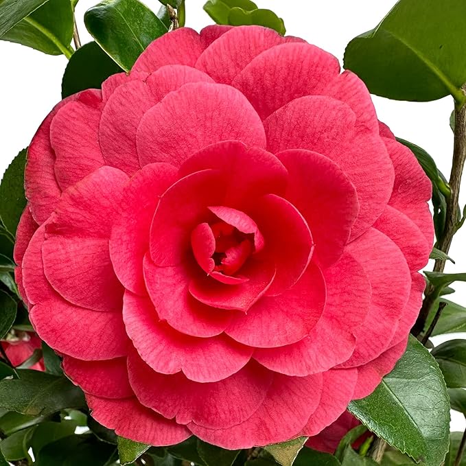 Blooming & Beautiful - Early Autumn Camellia - 3 Gal - Evergreen Shrub - Deep Pink Semi-Double Blooms -Blooms Sept to March - Hardiness Zones 7-9 - Camellia Japonica ‘Early Autumn’ - 3 Gallon Pot