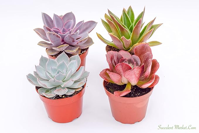 Live Echeveria Succulent Plants (4 Pack) – Assorted 4-Inch – Fully Rooted Echeveria Succulents – Live Rosette Succulent Set
