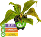 St. Gaya Pitcher Plant - Carnivorous Nepenthes by Wellspring Gardens - Unique Pitchers, Easy-Care, Indoor Plant, Striking Housplant - Fascinating Carnivorous - Starter Aquatic Plant (2-Pack)