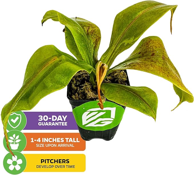 St. Gaya Pitcher Plant - Carnivorous Nepenthes by Wellspring Gardens - Unique Pitchers, Easy-Care, Indoor Plant, Striking Housplant - Fascinating Carnivorous - Starter Aquatic Plant (2-Pack)