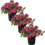 Live Flowering Verbena - Shades of Pink (3 Plants Per Pack) - Healthy Flowering Plant - Beautiful Spring Color - 10" Tall by 5" Wide in 1Qt Pot