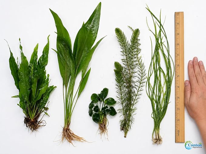 Assorted Mixed Plant Bundle - Live Aquarium Plant - Freshwater - Low | Medium | High Light