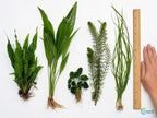 Assorted Mixed Plant Bundle - Live Aquarium Plant - Freshwater - Low | Medium | High Light