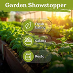 KVITER 1800 Genovese Basil Seeds for Planting (Ocimum basilicum) - Classic Savory Sweet Italian Basil - Non GMO & Heirloom Seeds for Kitchen Herb Garden, Containers & Beds, Indoors/Outdoors