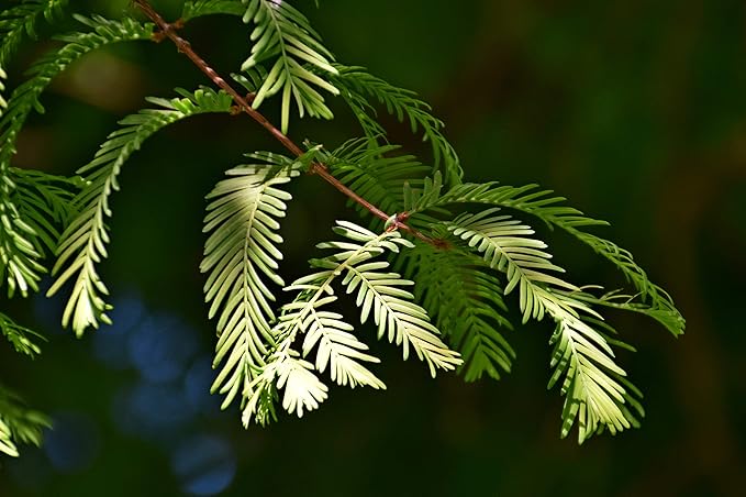 Dawn Redwood | Small Tree Seedling | The Jonsteen Company