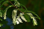 Dawn Redwood | Small Tree Seedling | The Jonsteen Company