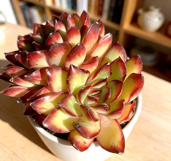 Live Succulent Plant – Echeveria Crimson Flame with Mini Gardening Tools – Small Easy Care Houseplant for Indoor & Outdoor, Complete Plant Care Kit