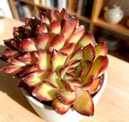 Live Succulent Plant – Echeveria Crimson Flame with Mini Gardening Tools – Small Easy Care Houseplant for Indoor & Outdoor, Complete Plant Care Kit