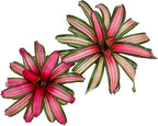 ragnaroc Live Plants – Bromeliad Neoregelia Minerva, 8-12" in 6" Pot - 1ct - Live Arrival Guaranteed - House Plants for Home Decor & Gift