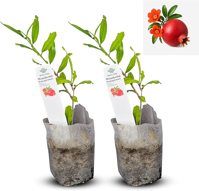 Live Pomegranate 'Wonderful' Plants (Punica Granatum 'Wonderful') - Fruit-Bearing, Drought-Tolerant, Easy to Grow (2 Pomegranate Wonderful sacs)
