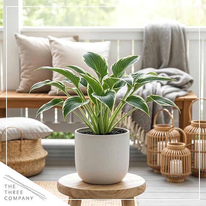 Live Perennial Hosta - Libby (3 Plants Per Pack) Beautiful Accent Plant, 10" Tall by 4" Wide in 1 Qt Pot