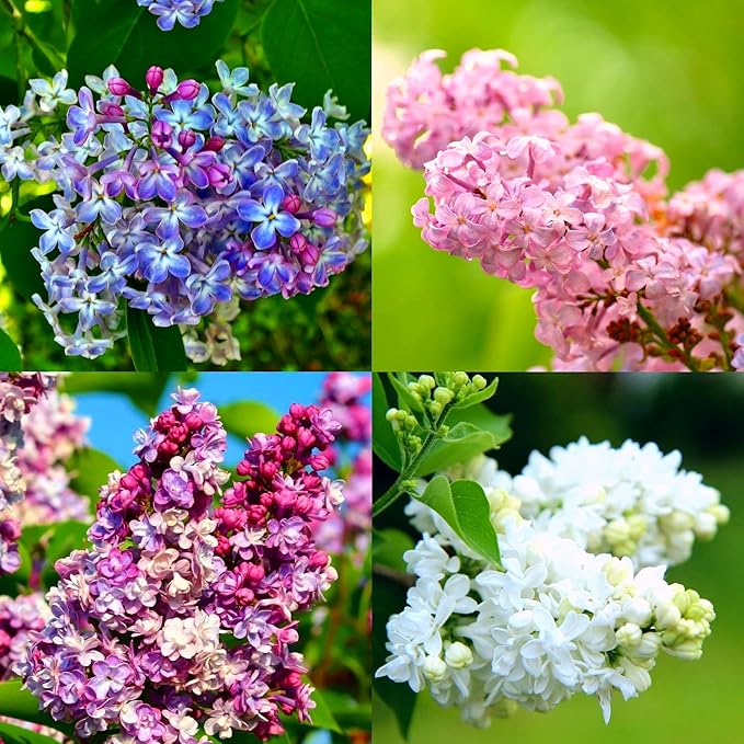 CarpetC 300+ Lilac Seeds for Planting, Hardy Perennial Shrub Non-GMO Fragrant Spring Blooms Syringa vulgaris for Home Outdoor Borders, Hedges & Pollinator Gardens