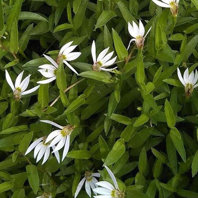 Chalily Creeping Chinese Lobelia, a Great Live Pond Plant for Your Water Garden. Filters koi and Goldfish Ponds. Good for Bogs, Plant Shelf or Shallow Water This marginal Aquatic is a Real Beauty