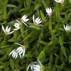 Chalily Creeping Chinese Lobelia, a Great Live Pond Plant for Your Water Garden. Filters koi and Goldfish Ponds. Good for Bogs, Plant Shelf or Shallow Water This marginal Aquatic is a Real Beauty