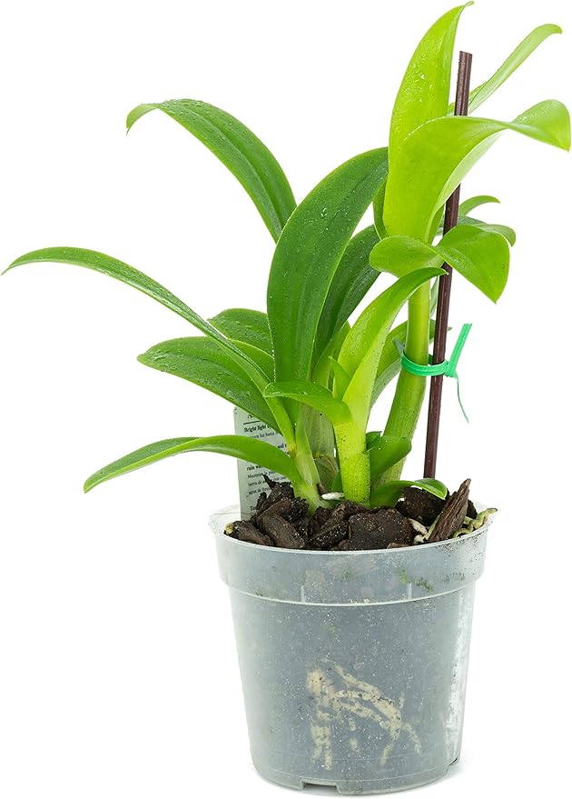 1 Live Orchid Plant | Dendrobium Orchid | Real Houseplant in Potting Soil Mix with Orchid Pot | Orchids | Flowering Plants | Decorative Flowers Orchid Mix | by Plants for Pets, Green