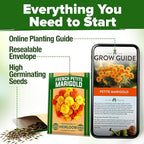 HOME GROWN Petite French Marigold Seeds 329+ Flower Seeds for Planting Outdoors Non GMO Easy to Grow Companion Plant & Quick Blooming Pollinator Heirloom Wildflower Seed (Tagetes patula)