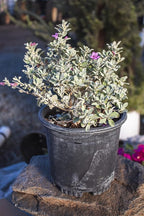 1G Silverado Sage Plant, Shrubs Live in Planters for Outdoor Plants Live, Live Plants Gardening Gifts, Live Plant Front Porch Decor, Sage Plants Edging for Landscaping, Garden Decor By Plants for Pets