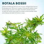SubstrateSource Live Aquarium Stem Plants - Freshwater Aquatic Plant for Fish Tanks, Aquascaping - (Rotala Bossii, 4 Bunches)