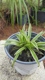 Spider Plant - Chlorophytum Comosum - Bare Rooted - 4"-6" Tall