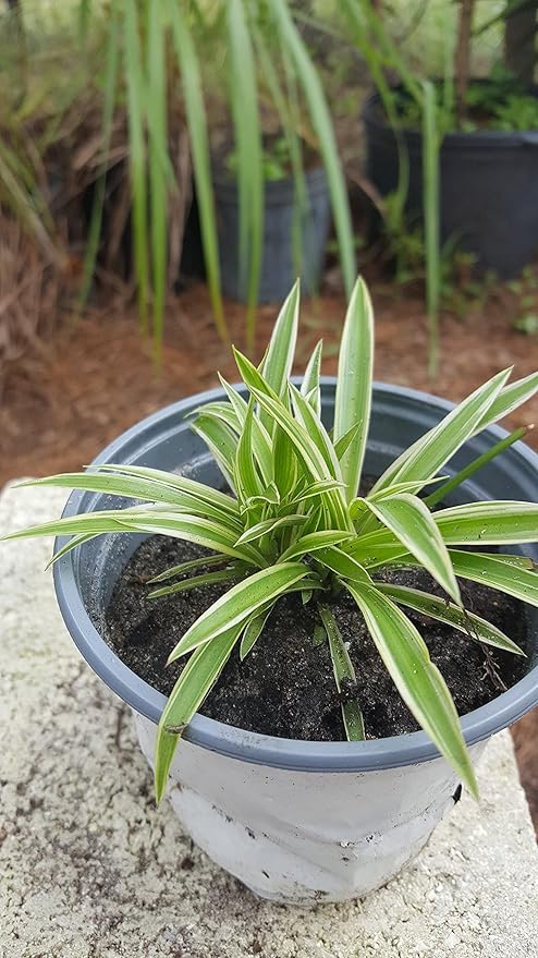 Spider Plant - Chlorophytum Comosum - Bare Rooted - 4"-6" Tall