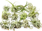Medium Air Plants Streptophylla - Live Tillandsia Succulent House Plants - Available in Wholesale and Bulk - Home and Garden Decor - Easy Care Indoor and Outdoor Plant (Pack of 1)