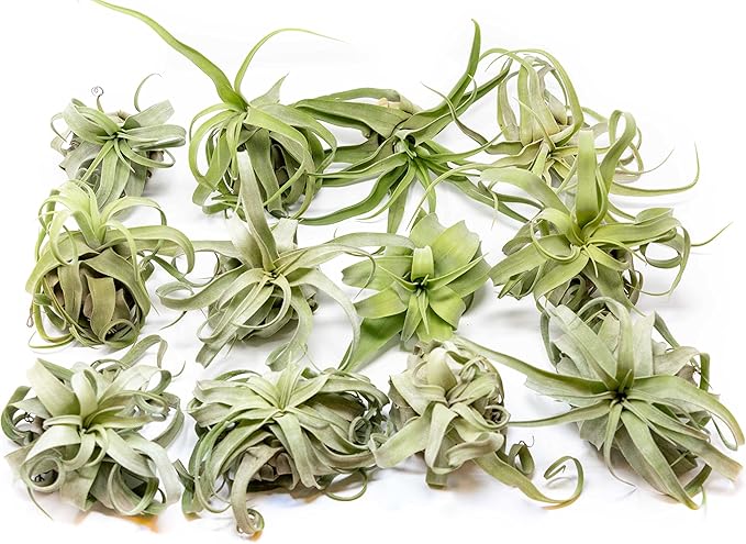 12 Pack Medium Air Plants Streptophylla - Live Tillandsia Succulent House Plants - Available in Wholesale and Bulk - Home and Garden Decor - Easy Care Indoor/Outdoor Plant