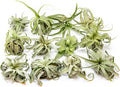 12 Pack Medium Air Plants Streptophylla - Live Tillandsia Succulent House Plants - Available in Wholesale and Bulk - Home and Garden Decor - Easy Care Indoor/Outdoor Plant