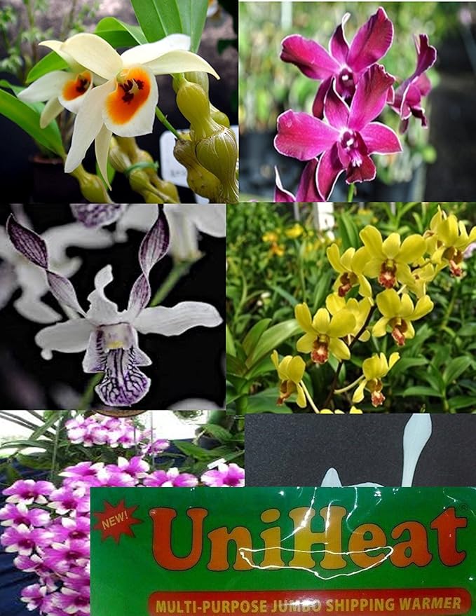 4 Live Orchid Plants + HP to Choose (Dendrobiums + Heat Pack)