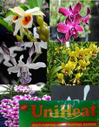4 Live Orchid Plants + HP to Choose (Dendrobiums + Heat Pack)