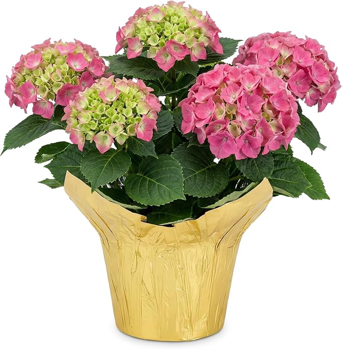 Live Flowering Hydrangea - Shades of Pink, 5+ Beautiful Blooms, 1.5 Qt Pot with Deco Cover, 12" Tall by 8" Wide