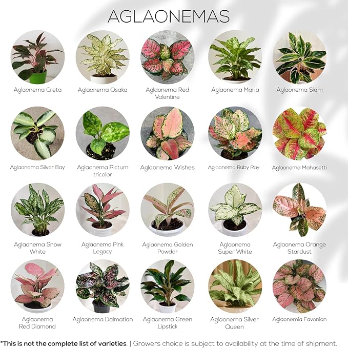 Aglaonema Plant Collection (4 Pack) Live Starter Plants, Rare Chinese Evergreen Houseplants, Indoor Tropical Plants Live, Easy Care Low Light Houseplants, Colorful Foliage Plants, Grower’s Choice