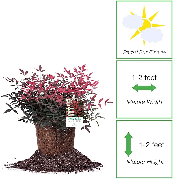 Perfect Plants Southern Living Nandina Flirt in 1 Gallon Pot | Live Outdoor Plant | Dwarf Compact Bush | Evergreen, Red Fire Color Foliage | Patio Landscape Planting | Deer Resistant | Zones 6-10