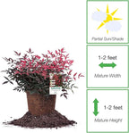 Perfect Plants Southern Living Nandina Flirt in 1 Gallon Pot | Live Outdoor Plant | Dwarf Compact Bush | Evergreen, Red Fire Color Foliage | Patio Landscape Planting | Deer Resistant | Zones 6-10