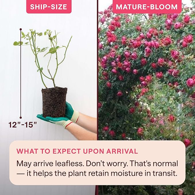 Heirloom Climbing Roses, Live Own Root Plant for Outdoor Garden, Cherry Garland™, Moderately Fragrant, Hardiness Zones 6-9, Continual Blooming