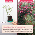 Heirloom Climbing Roses, Live Own Root Plant for Outdoor Garden, Cherry Garland™, Moderately Fragrant, Hardiness Zones 6-9, Continual Blooming