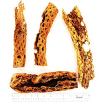 Natural Cholla Wood Chunk Large Air Plant Display Holders Individually Unique Decorative Stands or Holder (Cholla Chunk Extra Large)