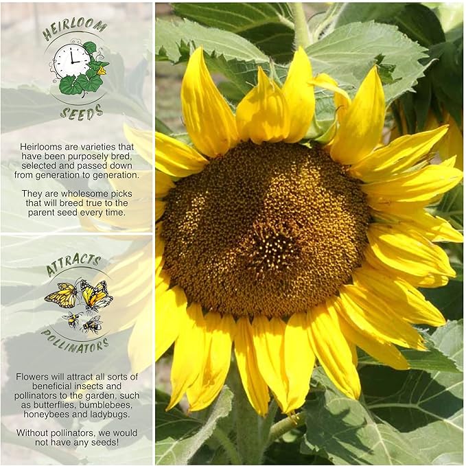 Seed Needs Dwarf Sunspot Sunflower Seeds for Planting Short Yellow Sunflowers - Heirloom & Open Pollinated Annual Cut Flower Seed to Plant 2 Foot Tall Sun Flowers (1 Pack)