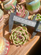 Echeveria Agavoides Blue Dragon Rare Live Succulent Plants, 1 Head Pot Size 2.5 Live Plant, Excludes Pot & Soil, Garden Indoor Office Desk, Party Baby Shower Decor, Gift for Plant Enthusiasts
